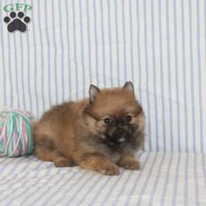 Oria, Pomeranian Puppy